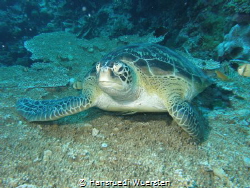 Relaxing Turtle on Tabelcoral by Hansruedi Wuersten 